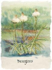 Bear Grass