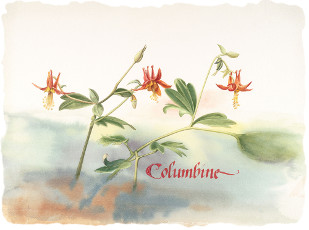 Columbine