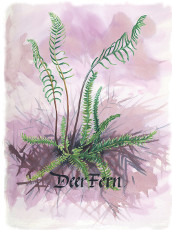 Deer Fern