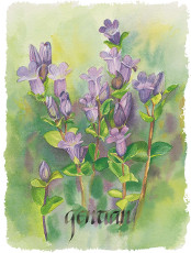 Gentian