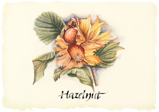 Hazelnut