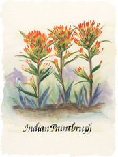 Indian Paintbrush