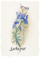 Lark Spur