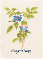 Oregon Grape