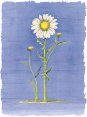 Oxeye Daisy
