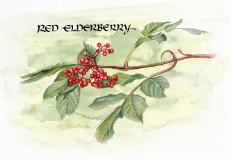 Red Elderberry