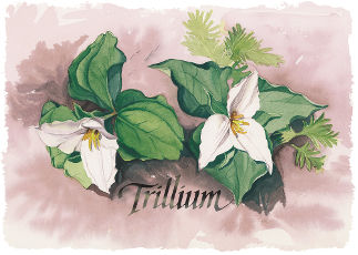 Trillium