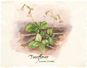 Twin Flower