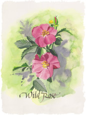 Wild Rose